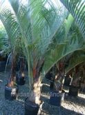Palmeira Triangular - 2mts