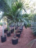 Palmeira Veitchia merrillii
