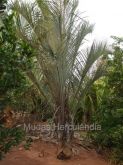 Palmeira Triangular - 3mts