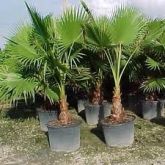 Palmeira Washingtonias - 1,2mts