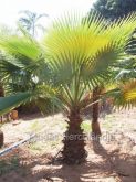 Palmeira Washingtonias - 2,5mts