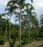 Palmeira Carpentaria - 5mts