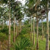 Palmeira Carpentaria - 4mts