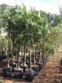 Palmeira Carpentaria - 2mts