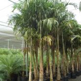 Palmeira Carpentaria - 3mts