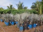 Palmeira Azul Bismarkia - 1mt