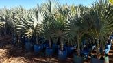 Palmeira Azul Bismarkia - 1,5mts