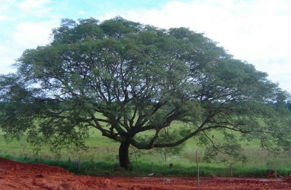 Tamboril - Orelha de Negro