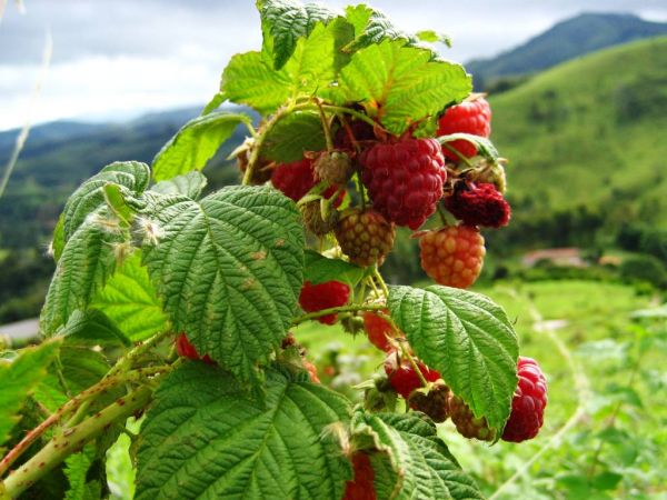 framboesa - Nome científico: Rubus idaeus. Família: Rosáceas