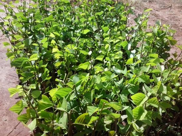 Fruta do Conde - Nome científico, Annona squamosa